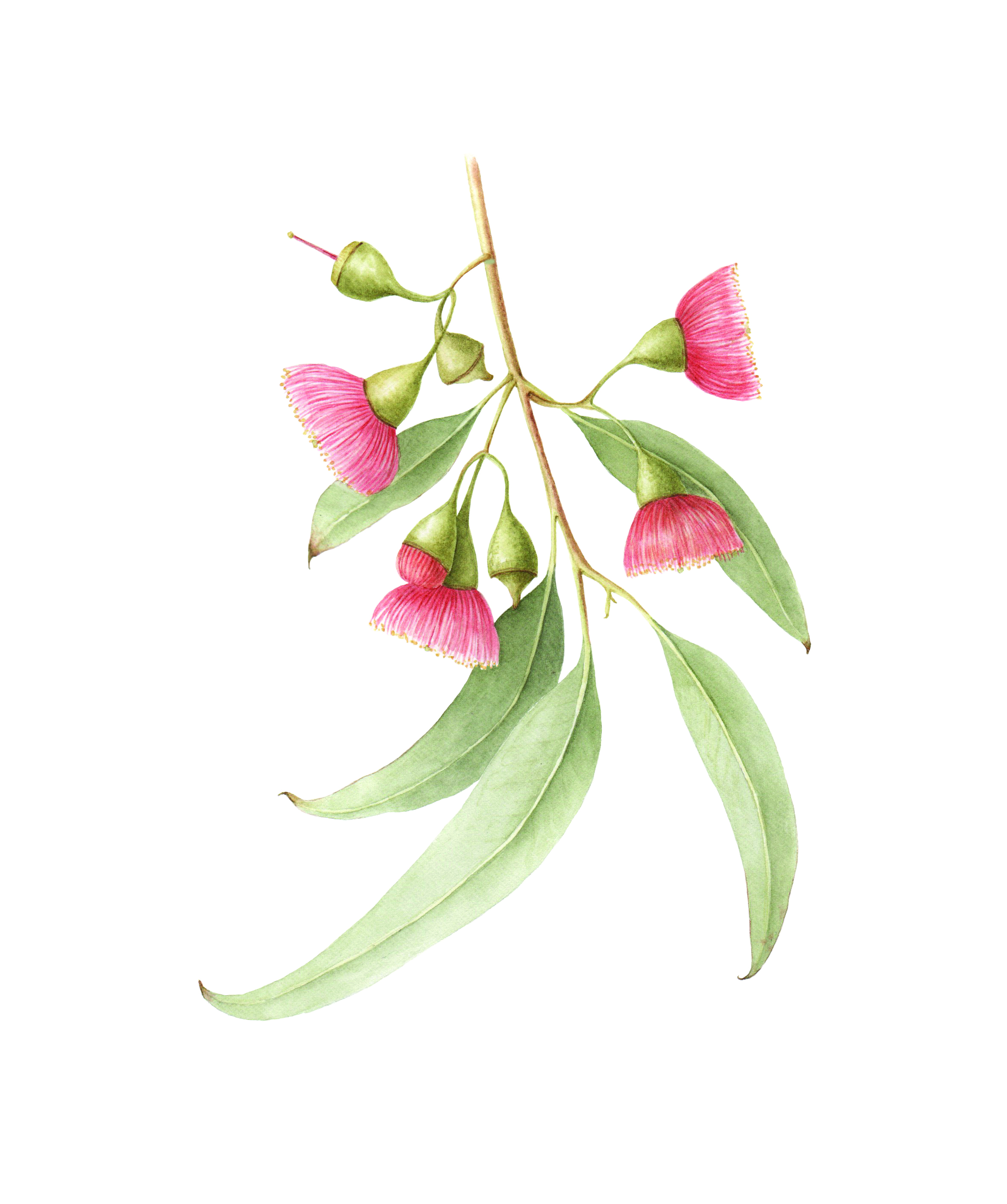 Introduction to Botanical Art in Watercolour 4 weeks Jessie Rose
