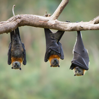 Bats and Dingos for Conservation