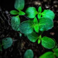 Growing Herbs At Home