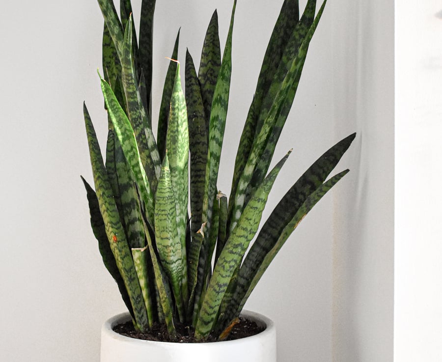 A Snake Plant in a white pot