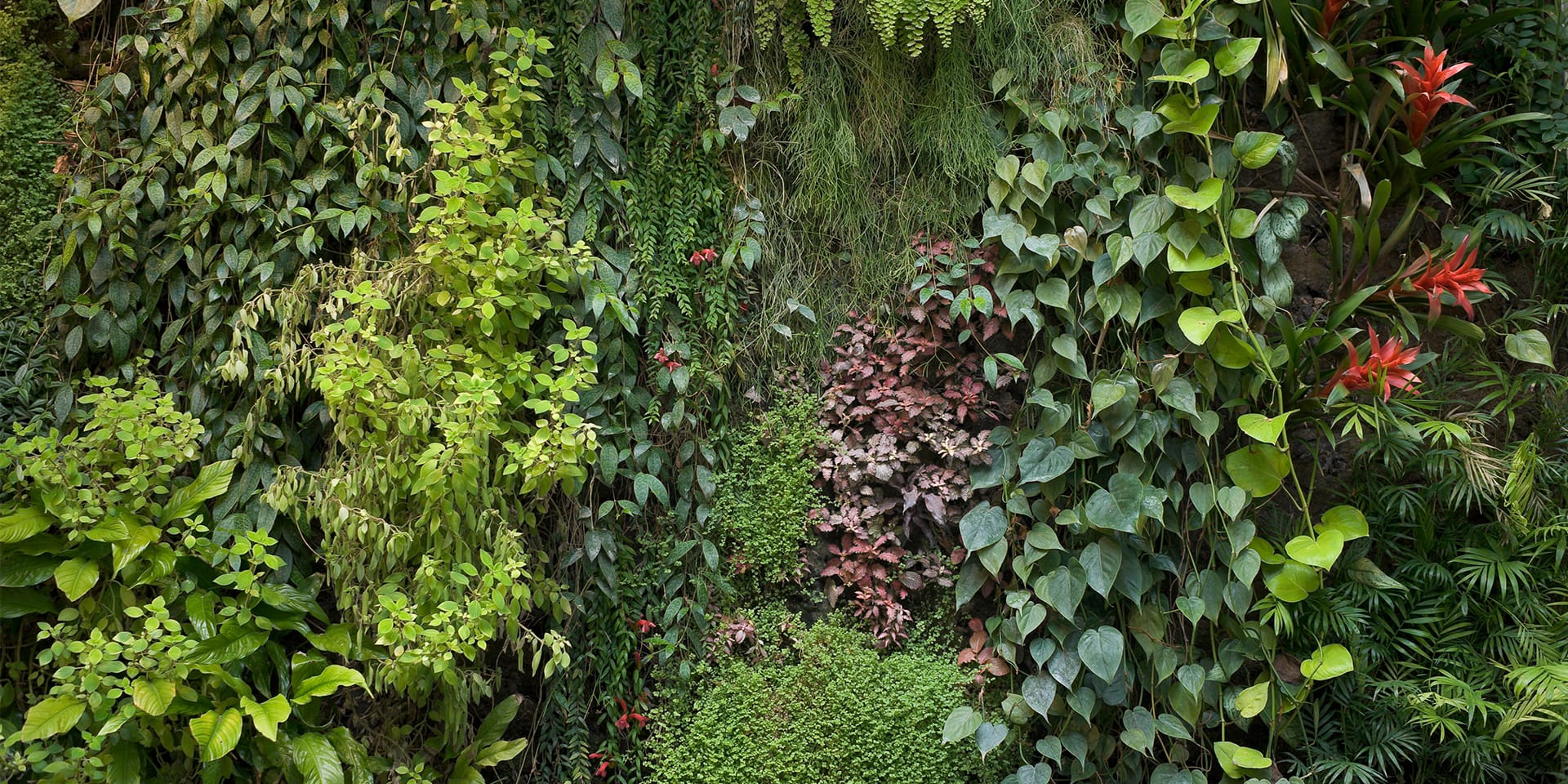 Green Walls & Vertical Gardens Short Courses Sydney