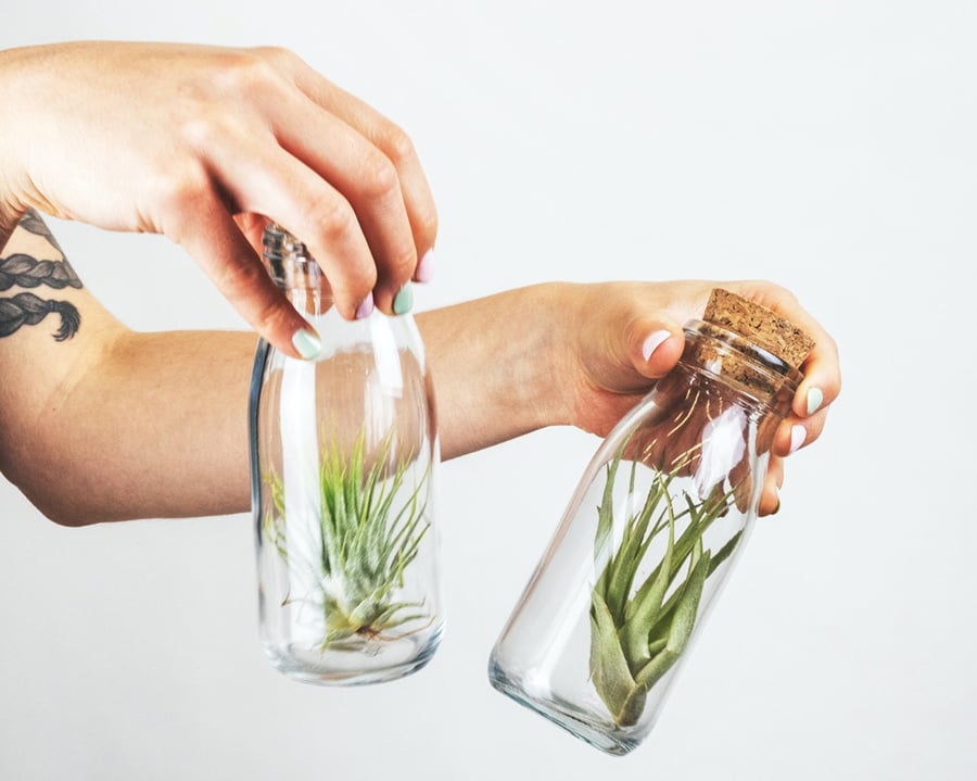 A woman holding two glasses filled with air plants.