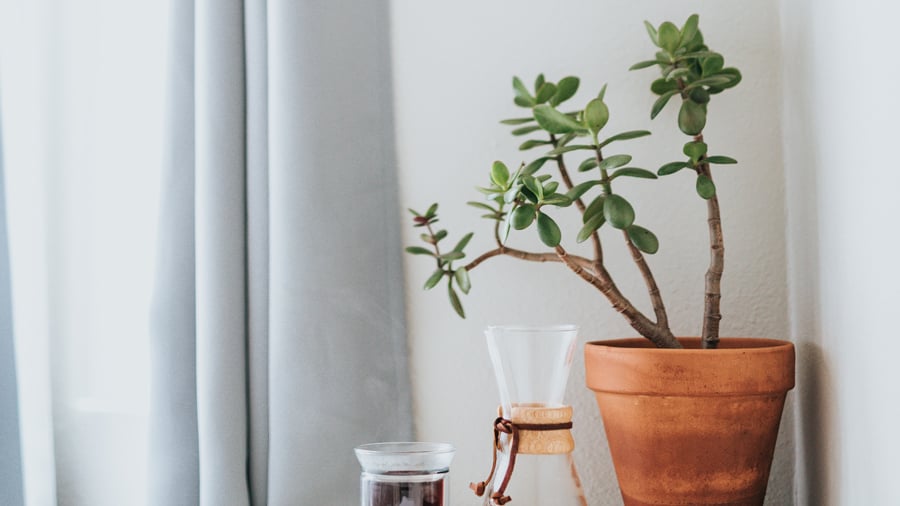 Brown pot with green-leafed jade plant on top of white wooden side table