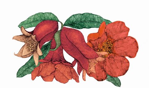Pomegranate flowers