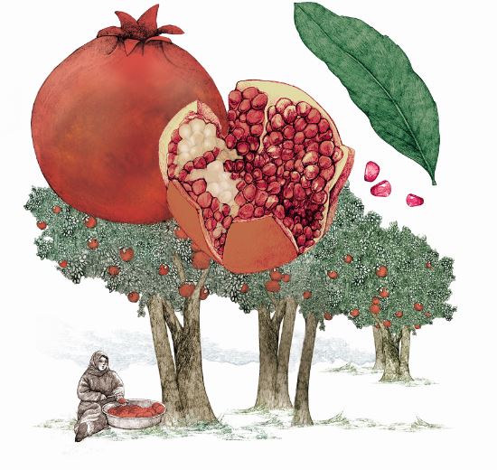 Pomegranate fruit