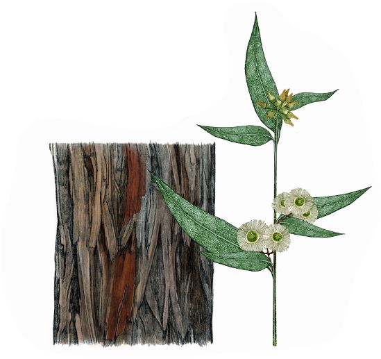Jarrah