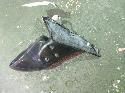 View Auto part Left Door Mirror Alfa Romeo 147 2003