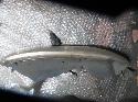View Auto part Right Indicator/Fog/Side Holden Commodore 1999
