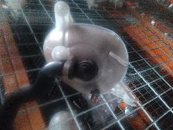 View Auto part Overflow Bottle Mercedes C Class 2015