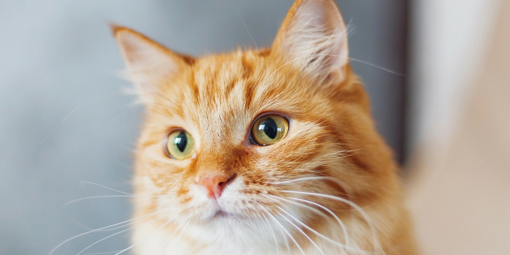 Deadly Cat Virus ReEmerges in Sydney In the Cove