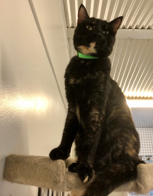 Pets for sale Logan City Council