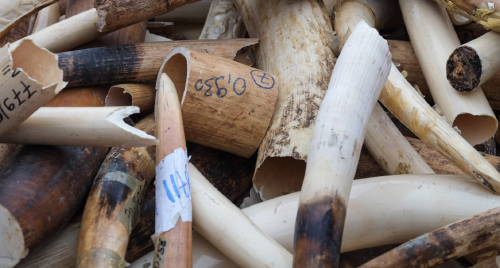 A stock of illegal ivory destroyed by the French government. Photo © IFAW