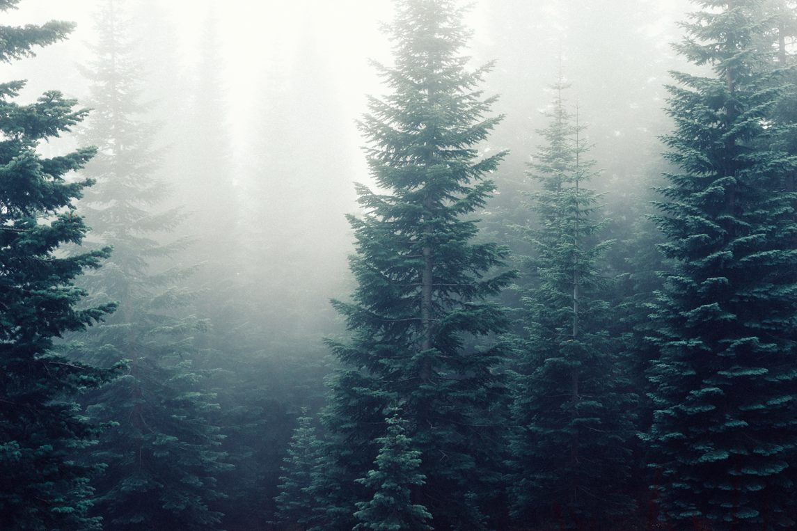 Douglas firs softwood