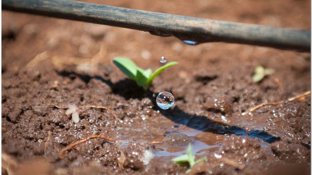 drip irrigation farming in the desert