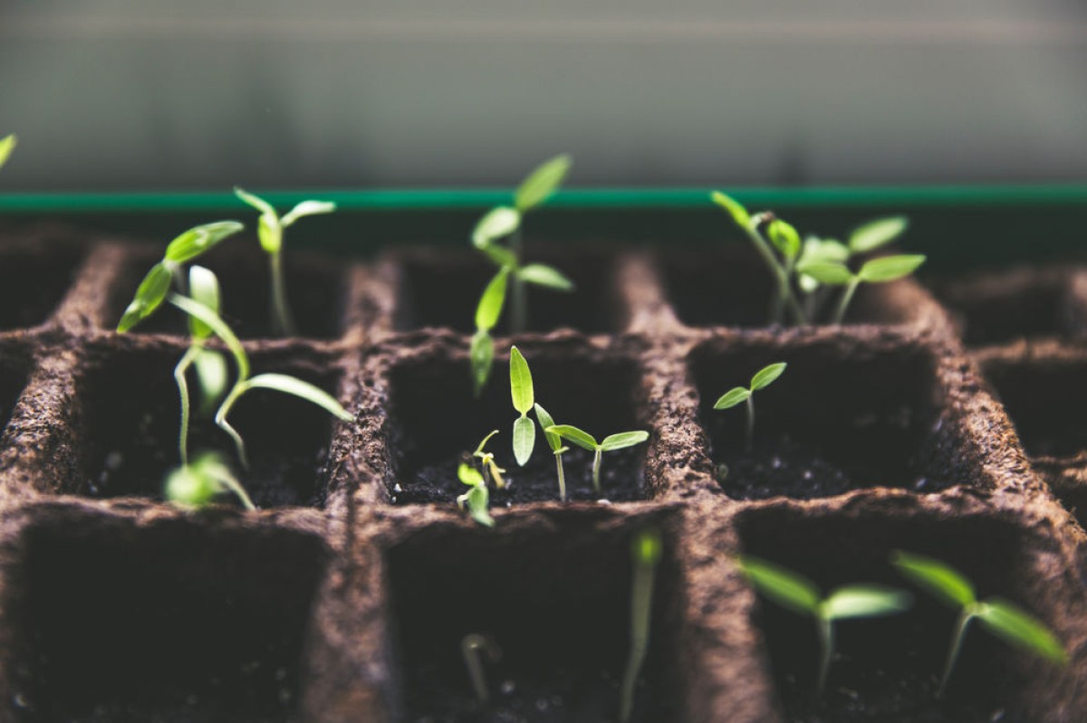 Eco-Anxiety – How to Cope with It