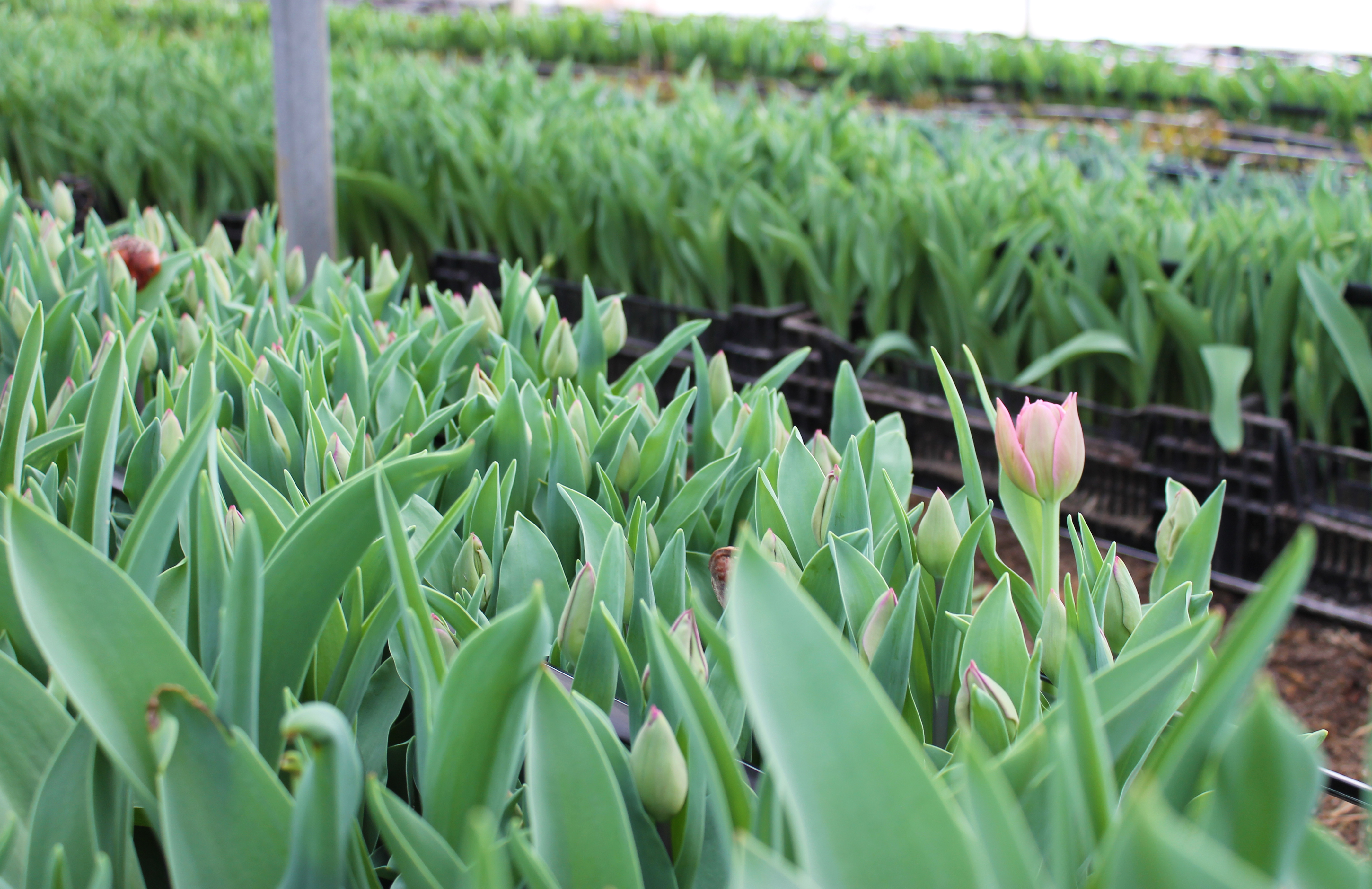 tulip