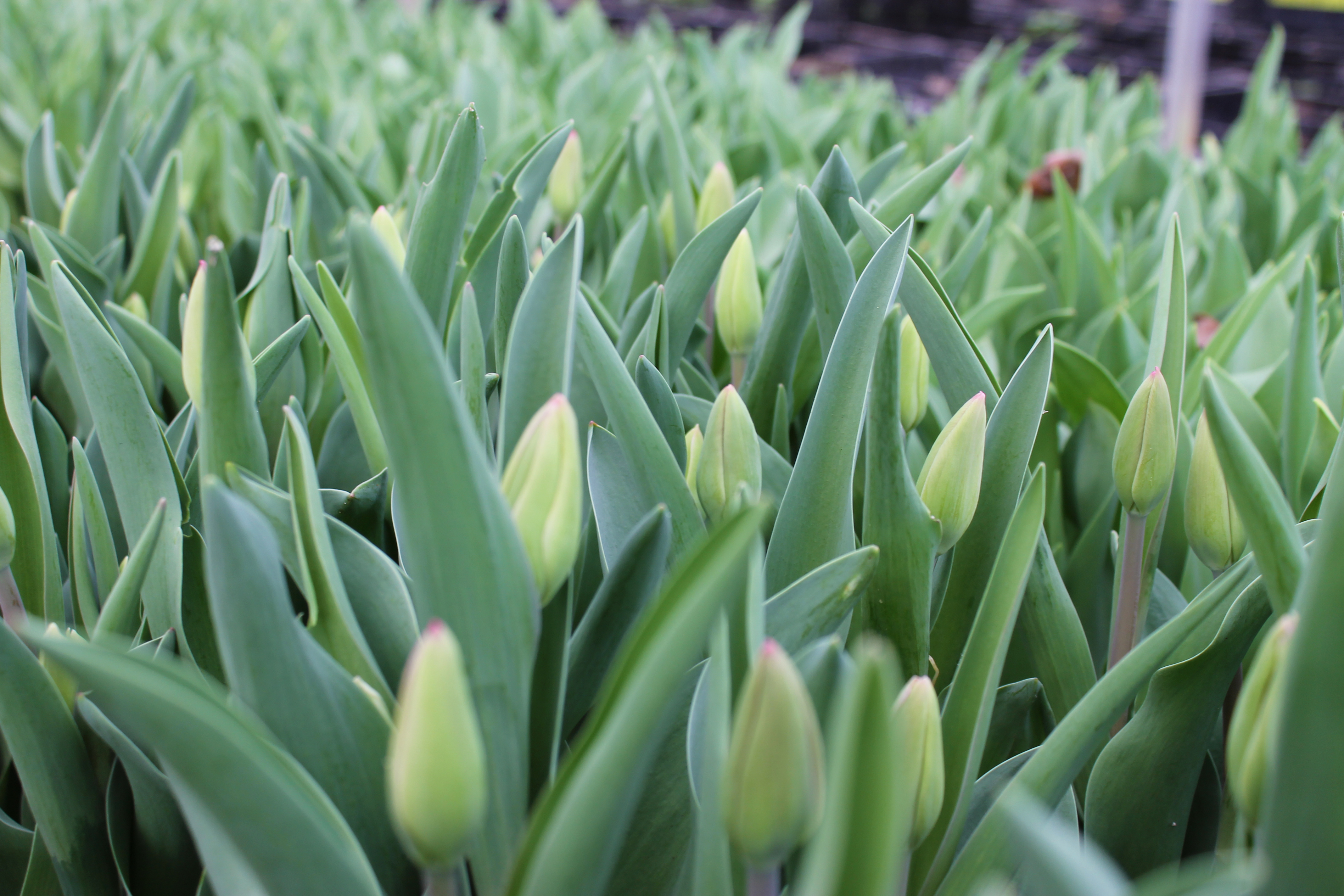 Tulips_close_up