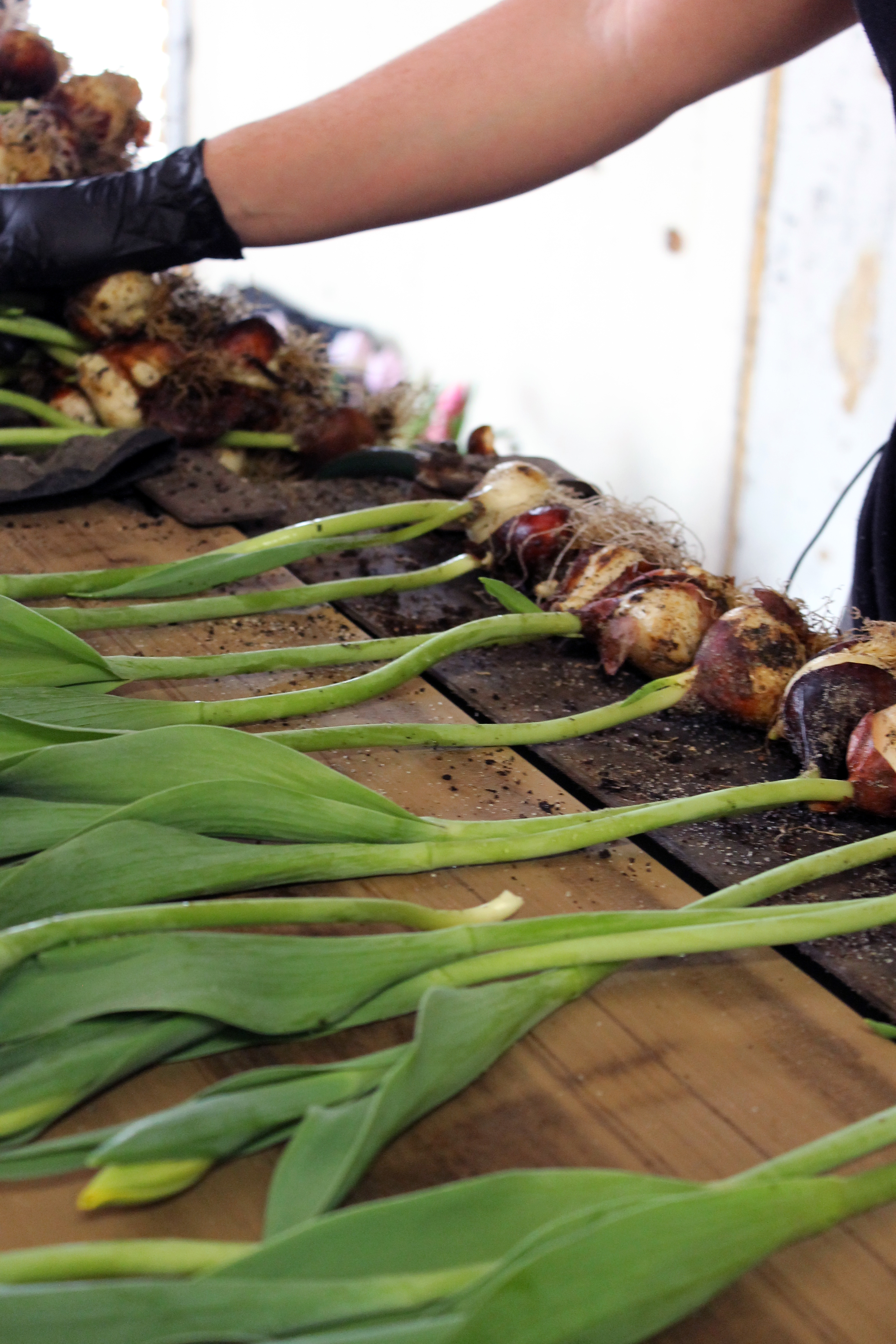 Tulips_bulbs