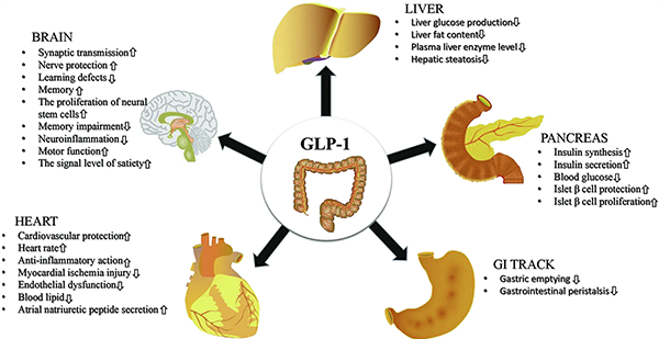 glp 1 iih GLP-1 programs the neurovascular landscape: Cell Metabolism
