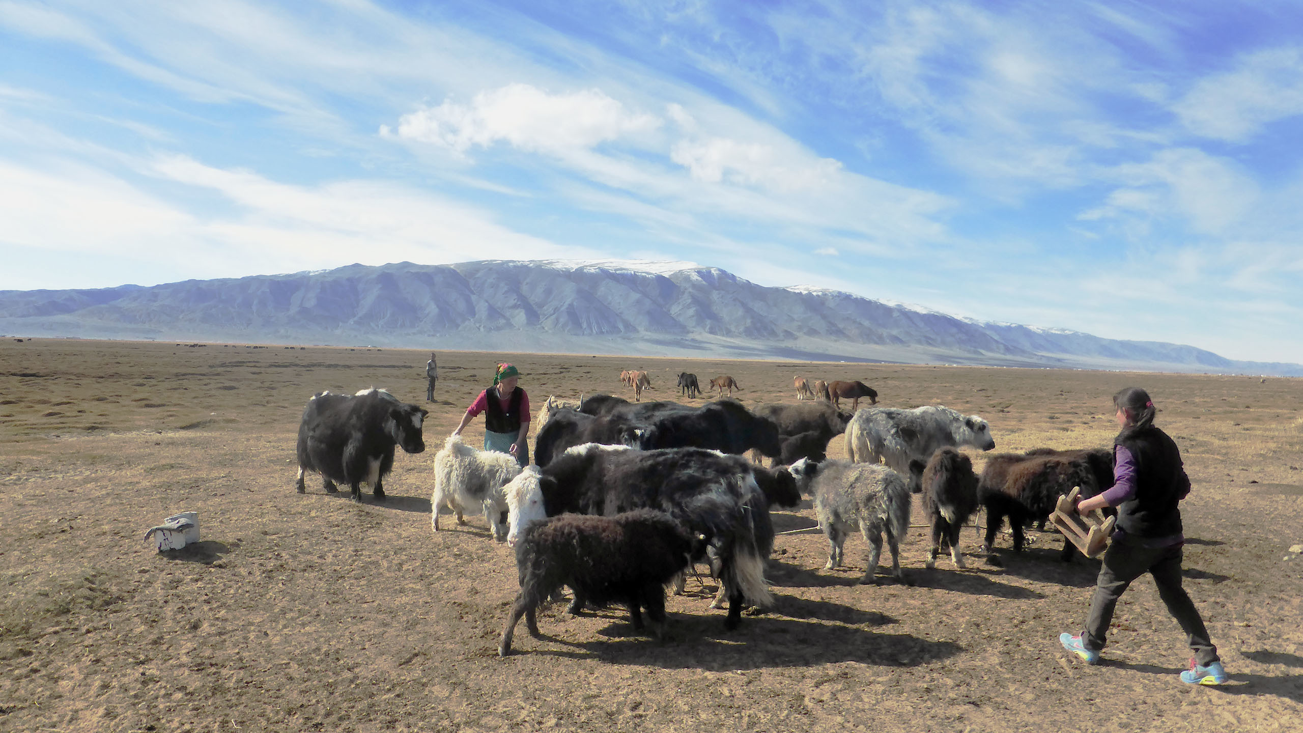 Nomadic women milking yaks, Western Mongolia Nomadic women milking yaks, Western Mongolia