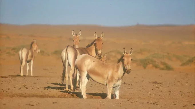 gobi desert plants and animals