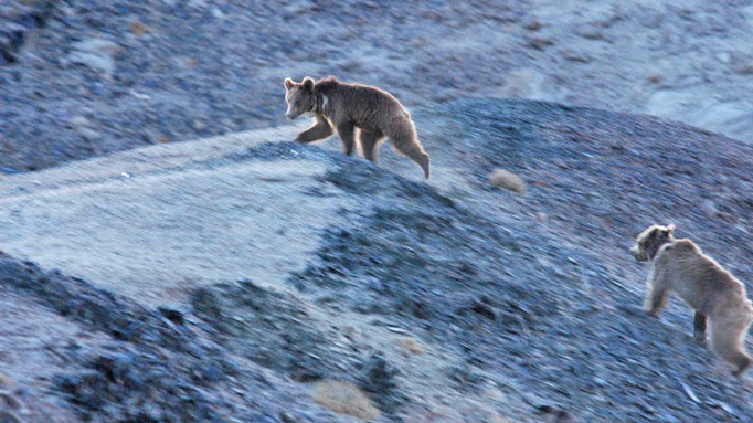 The Gobi Bears The Gobi Bears