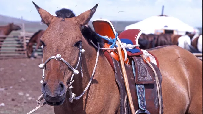 Mongol-horse