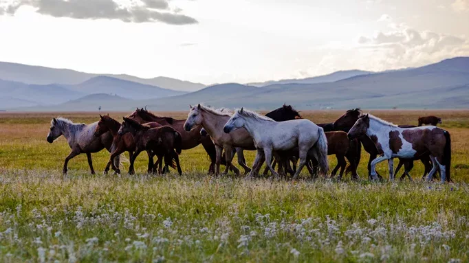 Mongol-horses