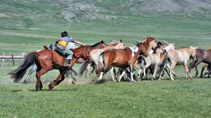 Mongolian-catching-a-horse