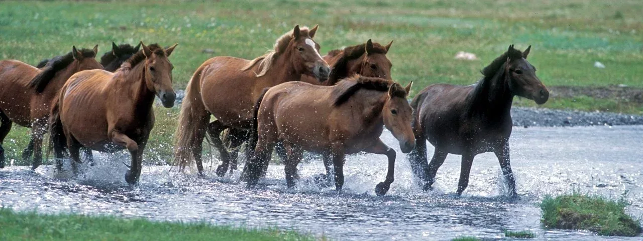 Central Mongolia Tour & Travel