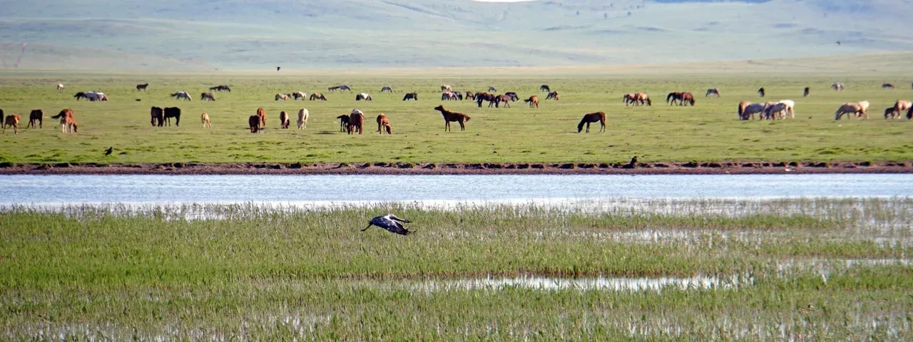 Eastern Mongolia Tours Travel