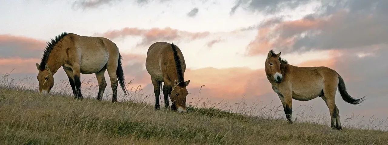 Mongolia Short Tours Travel