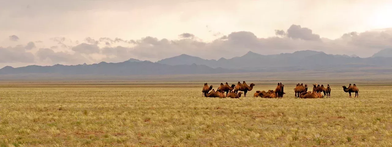 The Gobi Desert Tours Travel
