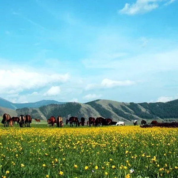 Central Mongolia 8 Day Tour