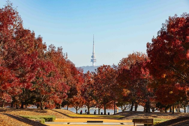 Album: Magic of autumn colors in Canberra - Move FM News