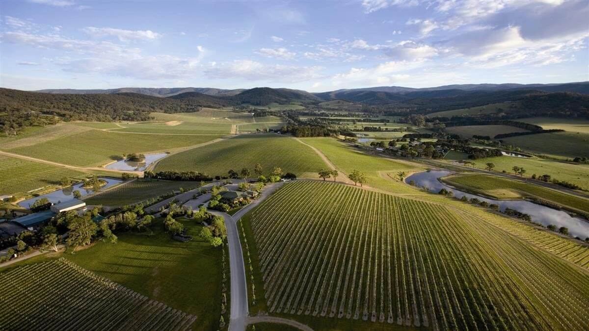 Lush green vineyard rows stretching into the distance with rolling hills and a cloudy sky in the background
