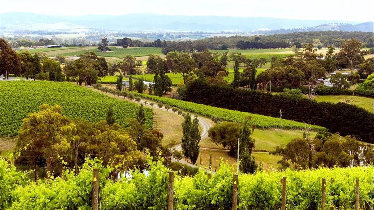 A scenic view of the Yarra Valley, showcasing rolling vineyards, lush greenery, and distant hills