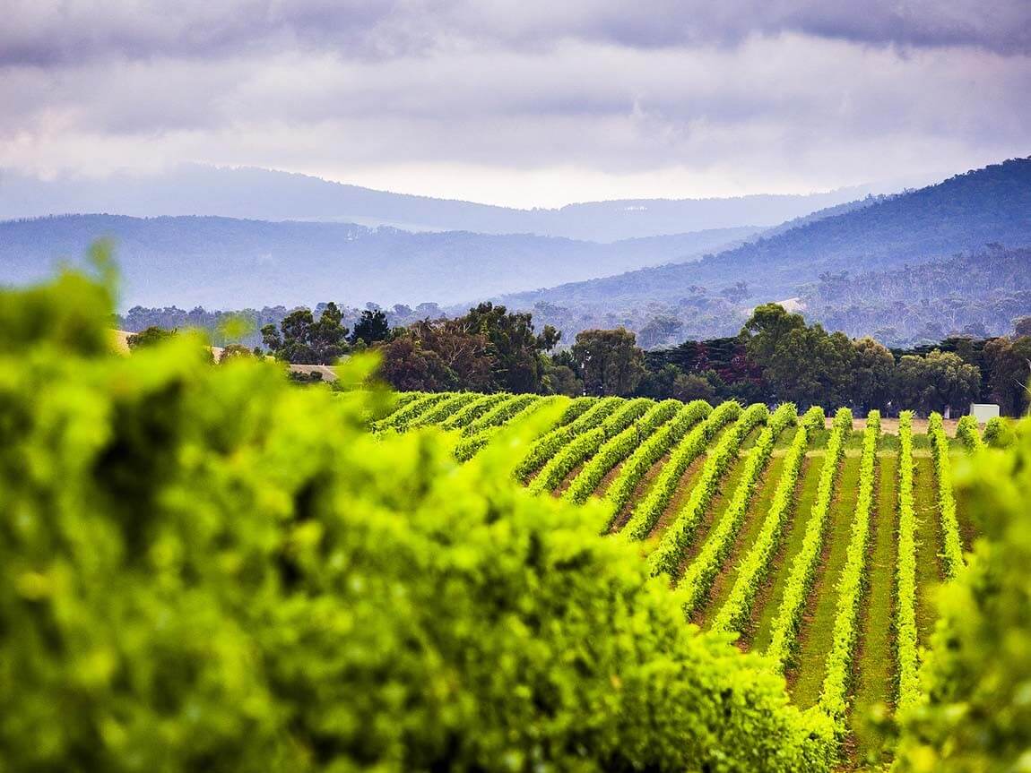Lush green vineyard rows stretching into the distance with rolling hills and a cloudy sky in the background