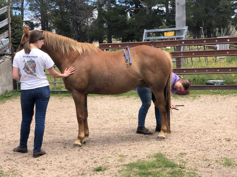 5TH NOVEMBER 2022 NKPL SNOWY MOUNTAINS HORSE SALE & AGRICULTURAL