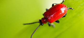 Beetle inspired ultrawhite paint springwise