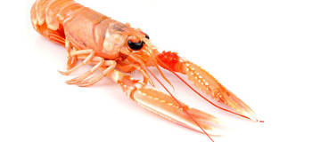 Cuantec bioplastic milk bottle springwise