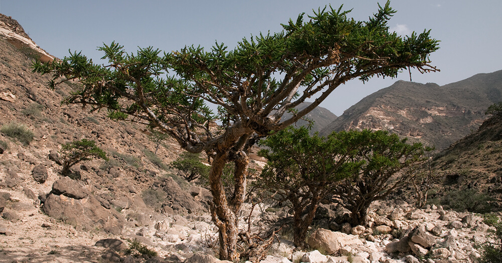 Frankincense oil comes from Boswellia sacra