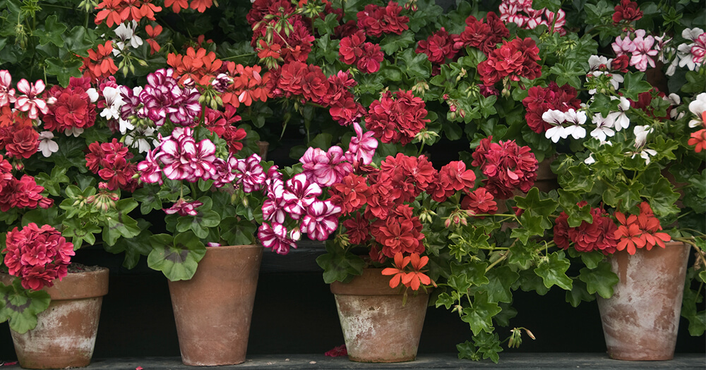 Geranium oil can come from beautiful coloured geranium flowers in pots