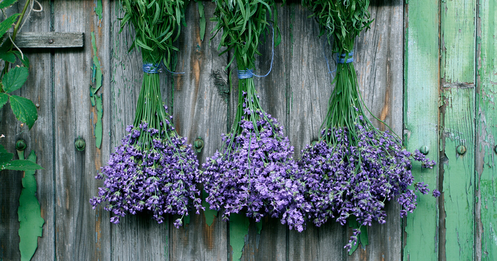 Lavender oil is an essential oil