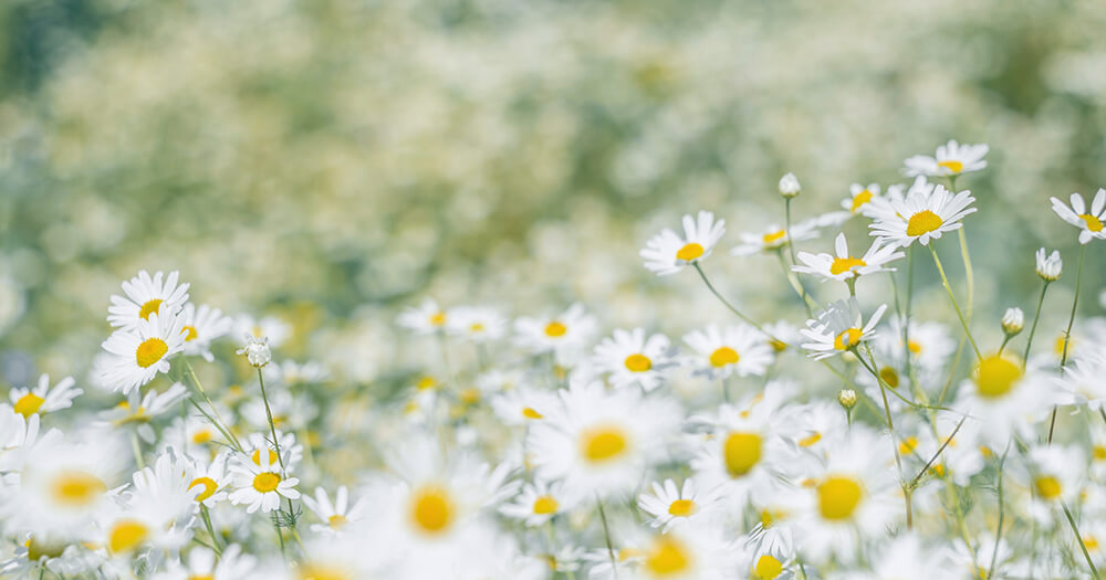 Field of Roman Chamomile oil flowers