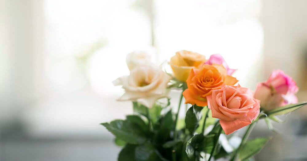 Rose oil is great for aromatherapy oils as it comes from beautiful roses of different colour hues