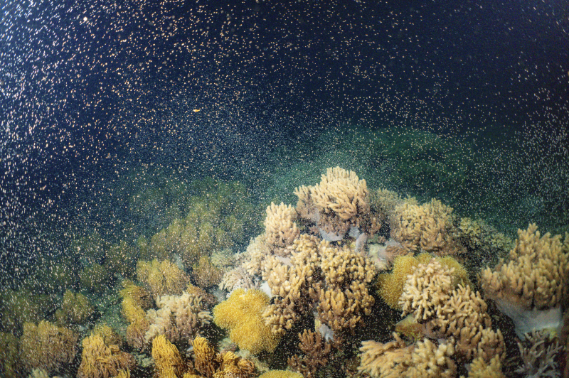 The Reef’s Spring Spectacle!