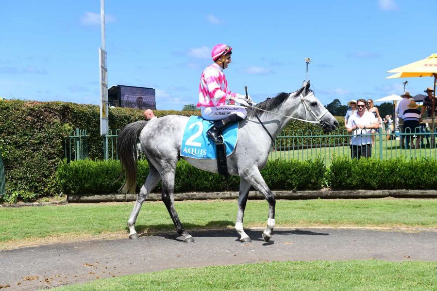 Hatch Timing His Run to the Cup with Sayl