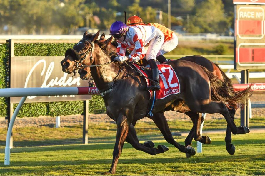 Pride Bright as a Button for Cleveland Bay