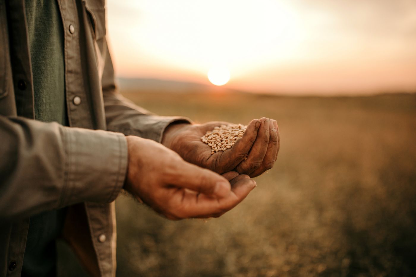 Germany is leading the way in sustainable agriculture with a â‚¬38M investment for a protein transition in 2024. 